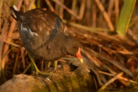 Slipka zelenonoha - Gallinula chloropus - Eurasian Moorhen 0102 (2)